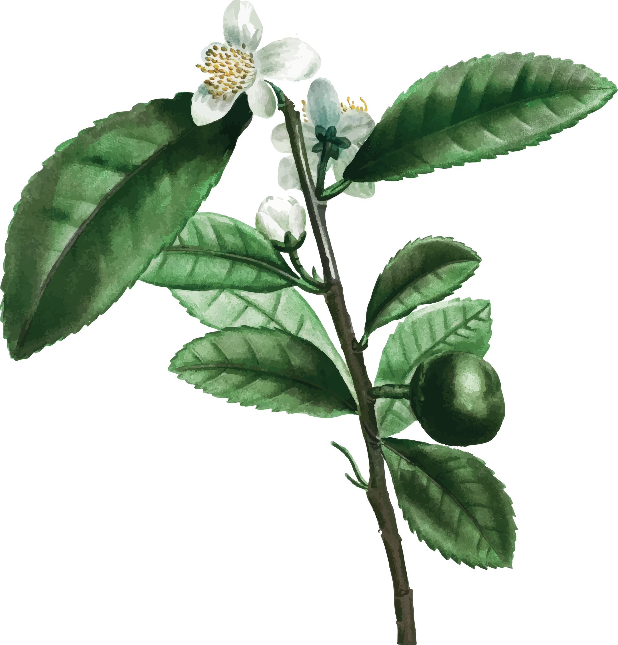 botanical illustration