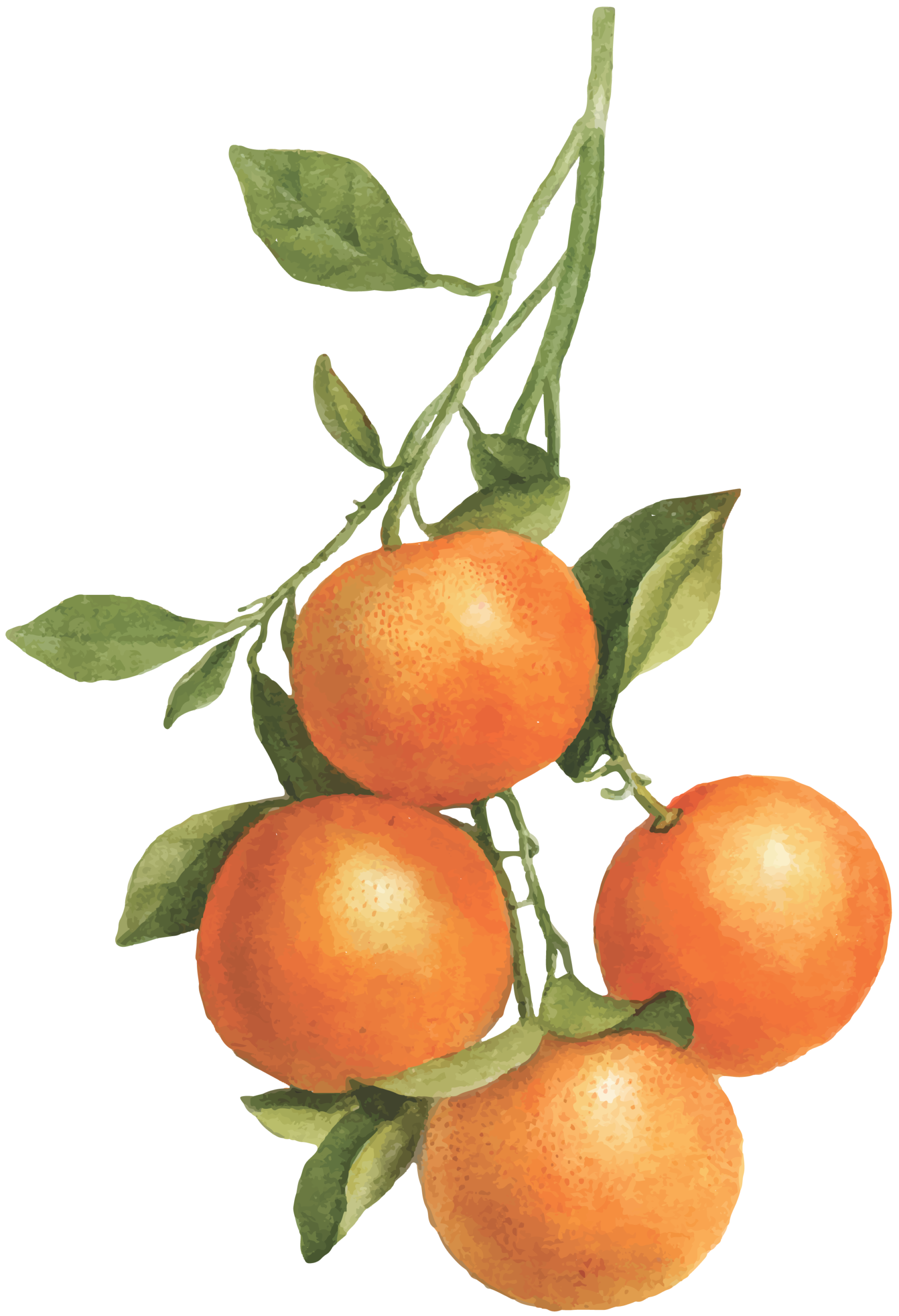 botanical illustration